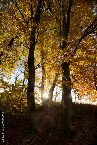 Korony drzew rozświetlone żółtymi liśćmi i promieniami słońca. Fotografia pod światło.