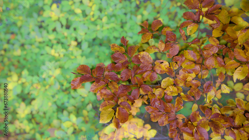 Gałąź z bukowymi kolorowymi złotymi liśćmi na tle jasnozielonego poszycia leśnego. Jesień, złote kolory jesieni.