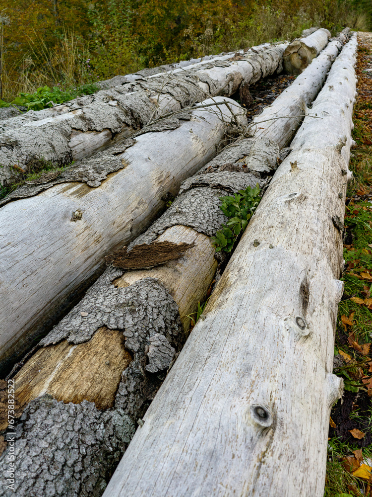 Detail of cut tree trunks in the middle of the woods Detail of cut tree trunks in the middle of the woods
