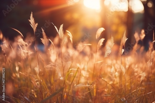Defocused forest or park with wild grass and sun beams. Beautiful autumn natural background