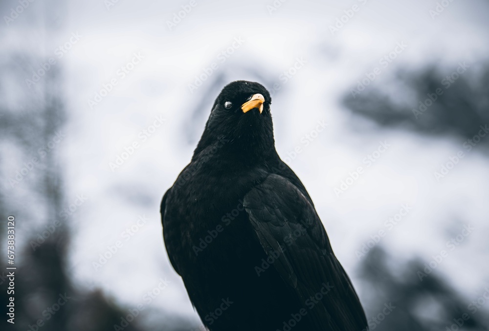 Portrait of Alpine chough or yellow-billed chough (Pyrrhocorax graculus) Portrait of Alpine chough or yellow-billed chough (Pyrrhocorax graculus)
