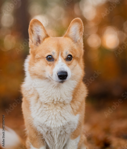 Cute welsh corgi Pembroke dog in a forest during autumn