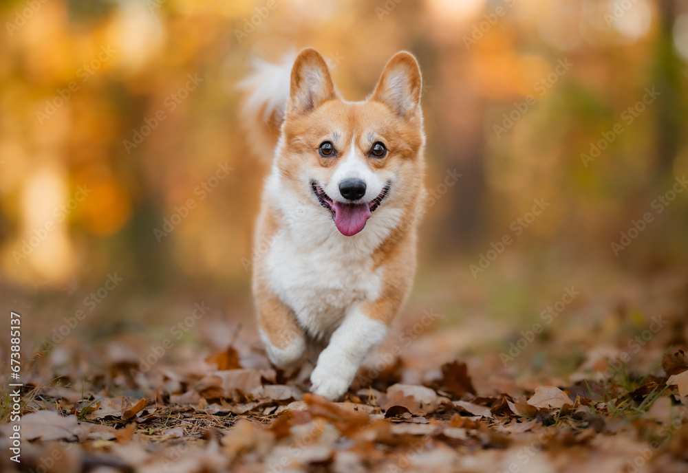 Happy welsh corgi Pembroke running in a forest Happy welsh corgi Pembroke running in a forest