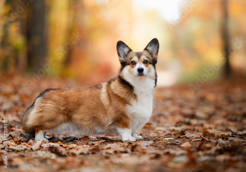 Cute welsh corgi Pembroke dog in a forest during autumn