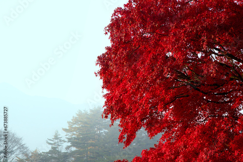 真っ赤な紅葉と朝霧
