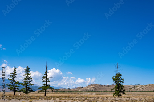 Beautiful landscape in a steppe area on a sunny day, blue sky with clouds, coniferous trees in the foreground