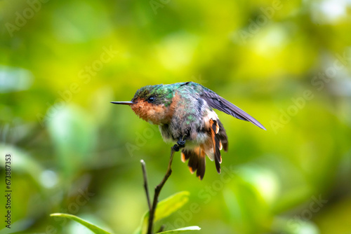 A Tufted Coquette hummingbird stretching and fluffing her feathers while preening