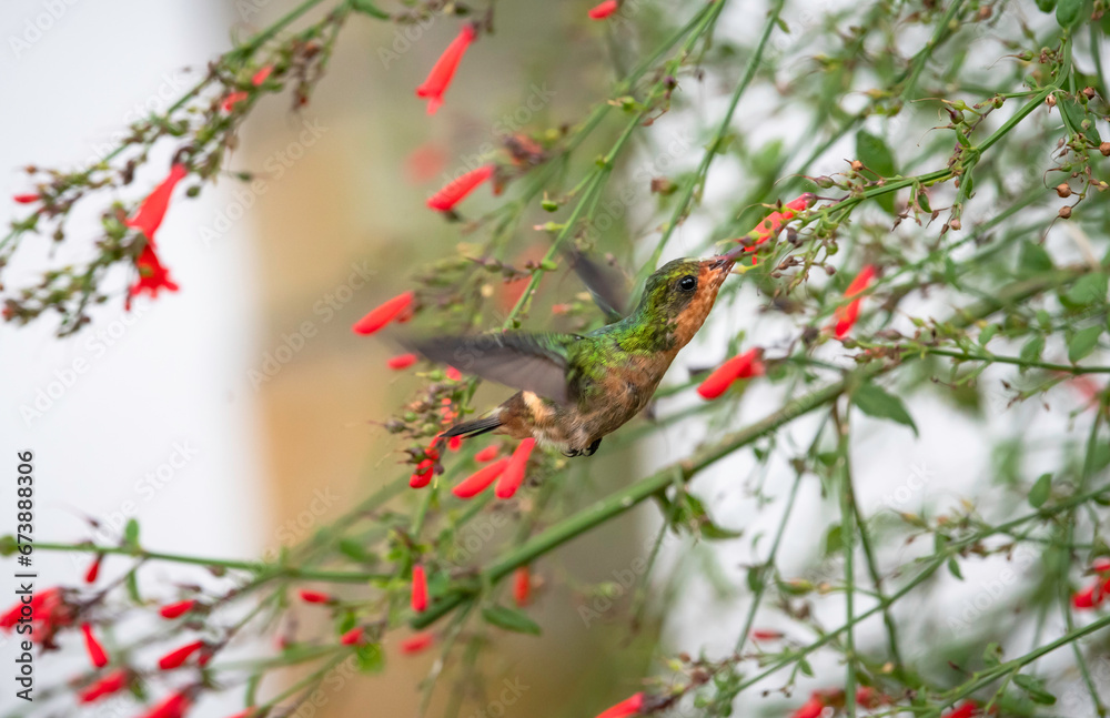 Tufted Coquette hummingbird flying in a flowering bush of red flowers Tufted Coquette hummingbird flying in a flowering bush of red flowers