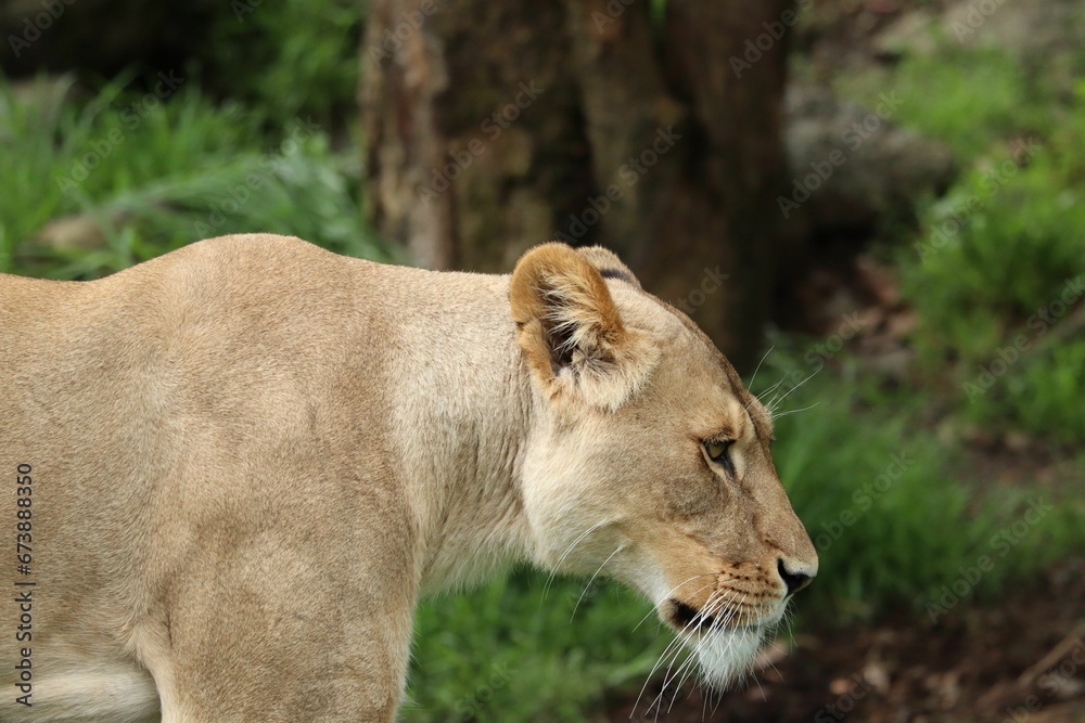 Closeup of an African lioness walking in a green forest Closeup of an African lioness walking in a green forest