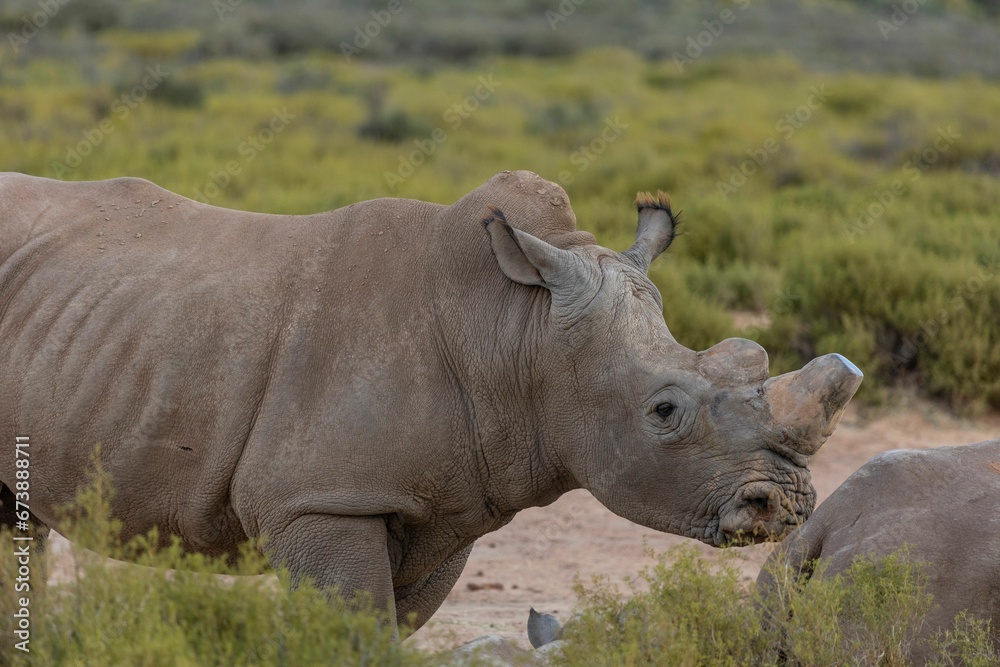 Obraz premium Majestic white rhinoceros stands at the shore of a tranquil lake.