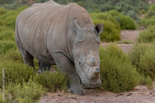 Majestic white rhinoceros stands at the shore of a tranquil lake.
