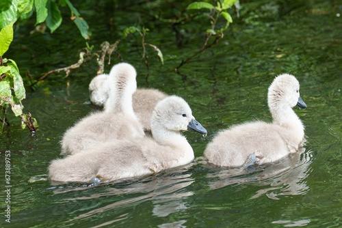 Flock of cygnets swimming in the tranquil waters of Crime Lake