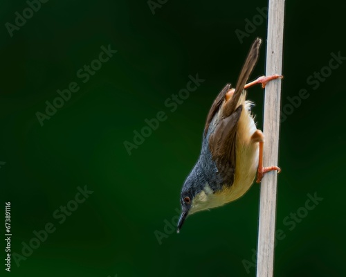 Small avian perched on a narrow stick of wood against a blurred background