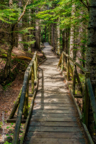 Wooden bridge pathway among pine forest © Arpad