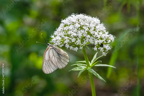 Photos White butterfly aporia crataegi sits on a flowering plant in nature against a blurred background