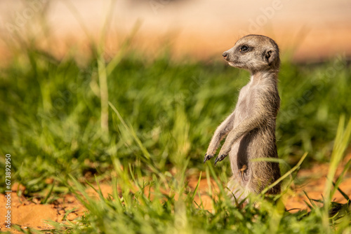 Kalahari Meerkats © KaiMarkus