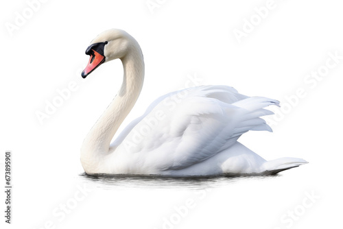 White swan isolated on transparent or white background, PNG