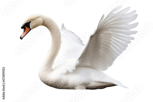 White swan isolated on transparent or white background, PNG photo