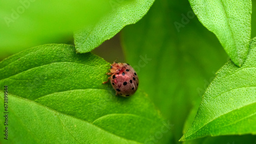 A ladybug with purple pastel color and black dot is perching on the plant leaf on green leaves background with copy space.Ecology in environment concept.