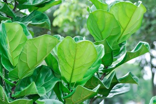 Ficus lyrata Warb, MORACEAE or Fiddle leaf fig photo