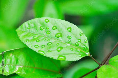 passion fruit plant, Passiflora edulis or Passionfruit or Maracuja leaf and rain drop photo