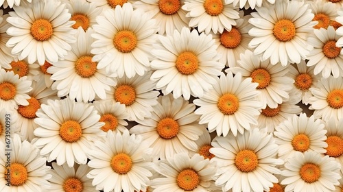 colorful 3d rendered daisy flowers