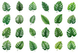 set of green tropical leaves