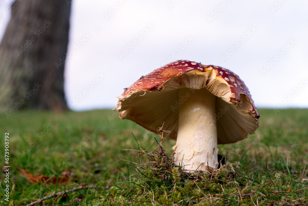 Fly Agaric, Amanita muscaria Fly Agaric, Amanita muscaria