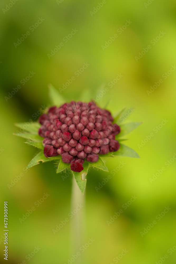 Herbstblüte Herbstblüte