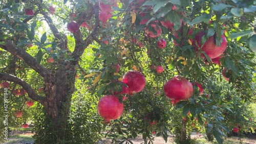 A tree in an orchard with pomegranates. Beautiful natural fruits in the sun against the background of leaves. Organic farming.