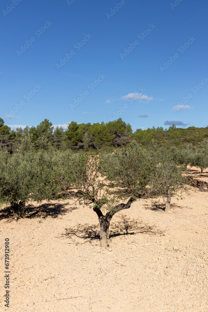 Olive crops in southern Spain.