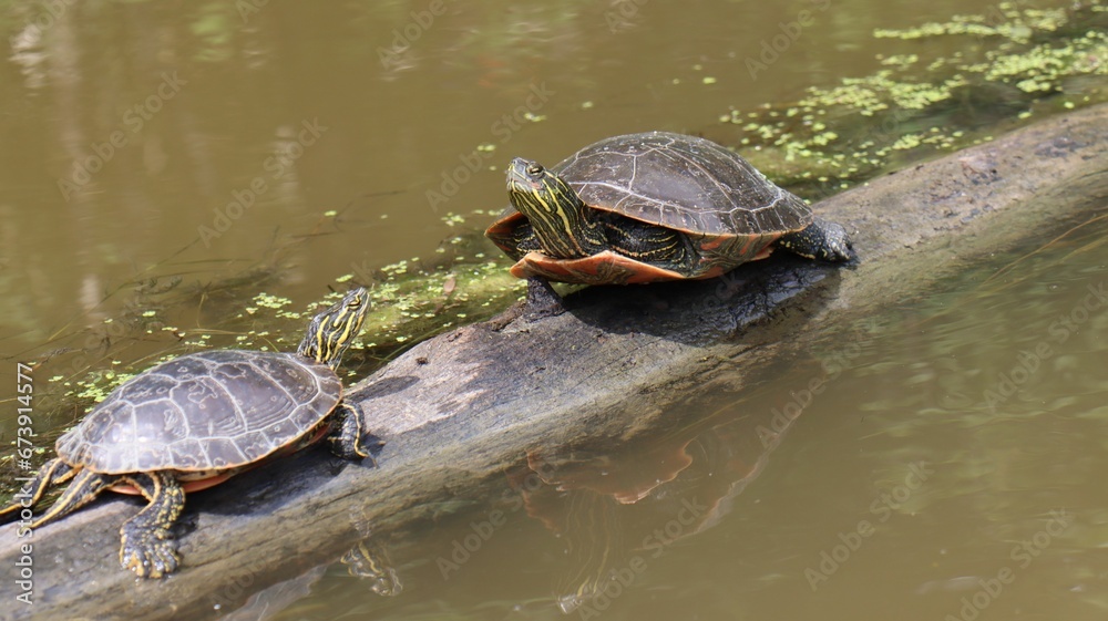Aquatic turtles perched on a submerged log surrounded by lush green moss in a pond Aquatic turtles perched on a submerged log surrounded by lush green moss in a pond