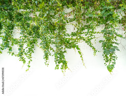 Green ivy grow on white background