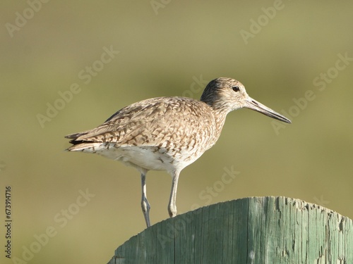 Serene willet perched atop a wooden post in an outdoor setting.