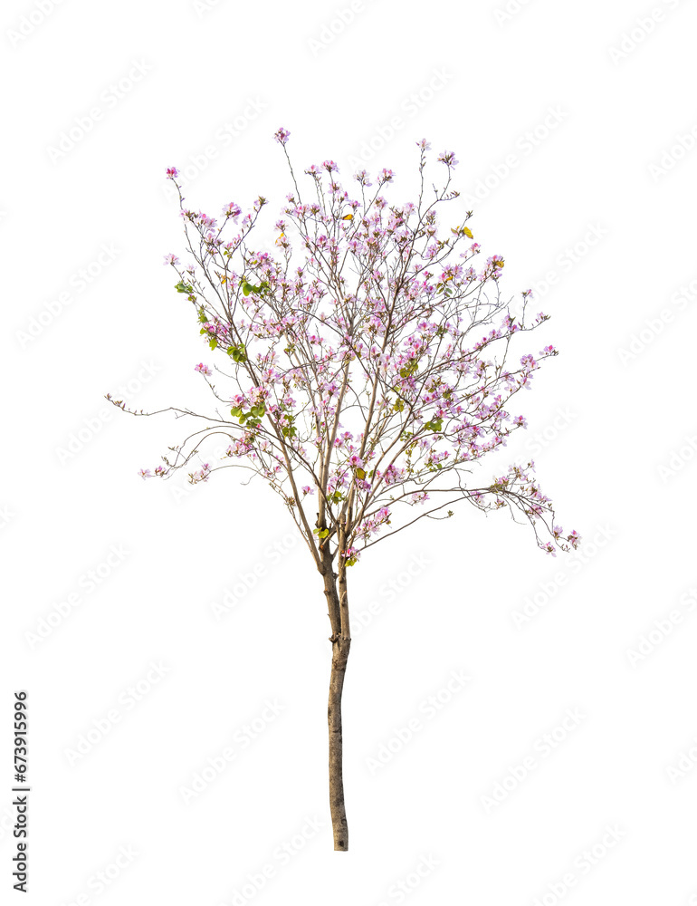 Bauhinia with a green leave isolated on white Bauhinia with a green leave isolated on white