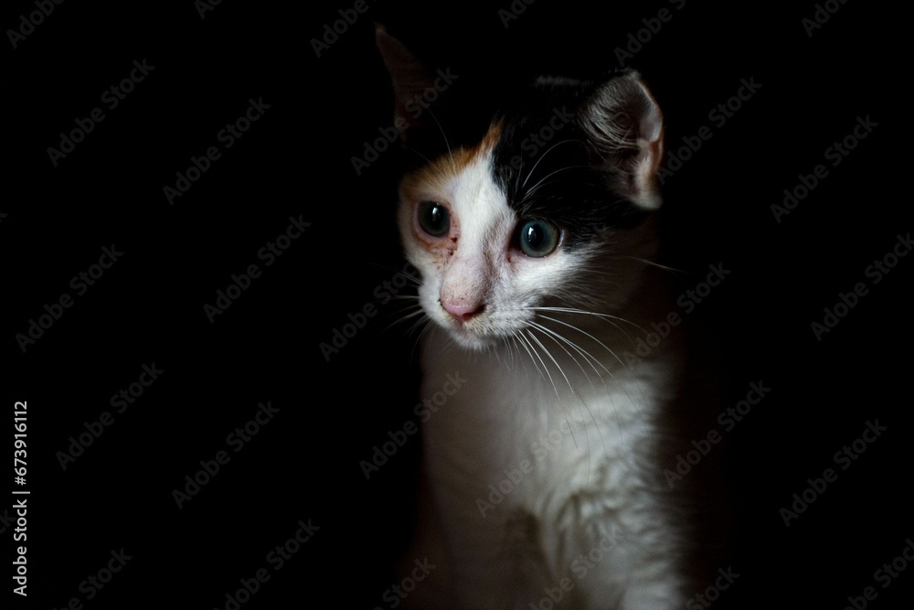 Black and white kitten illuminated by a bright light source against a dark background