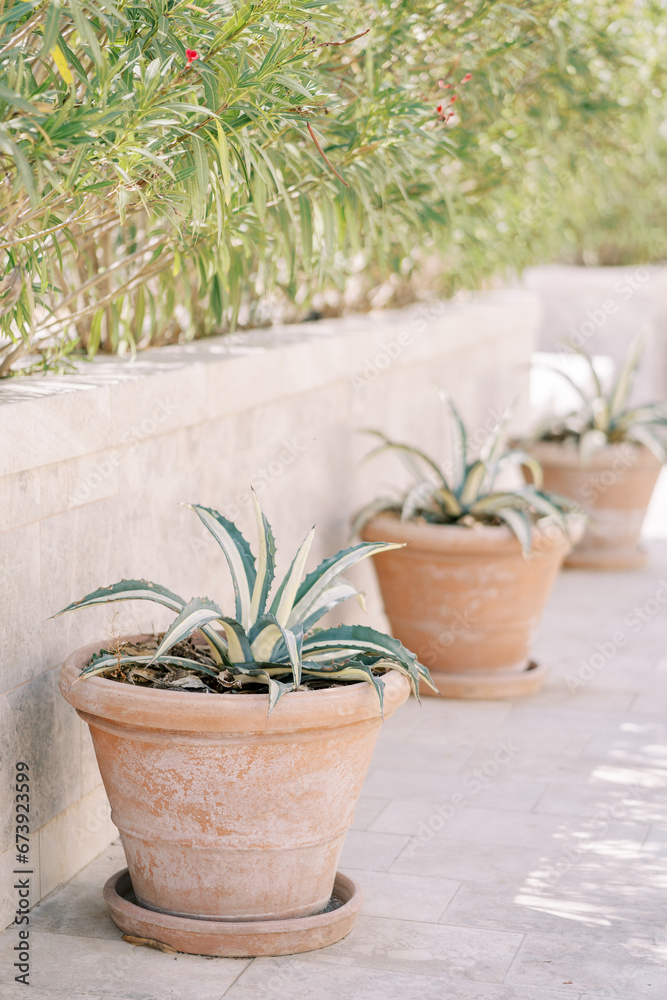 Small agave bushes in clay pots stand along a stone fence in a green garden