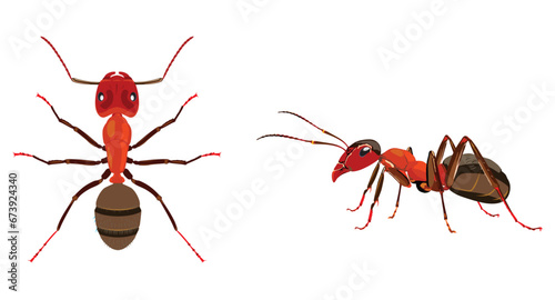 Ant real illustration insect - fire ant