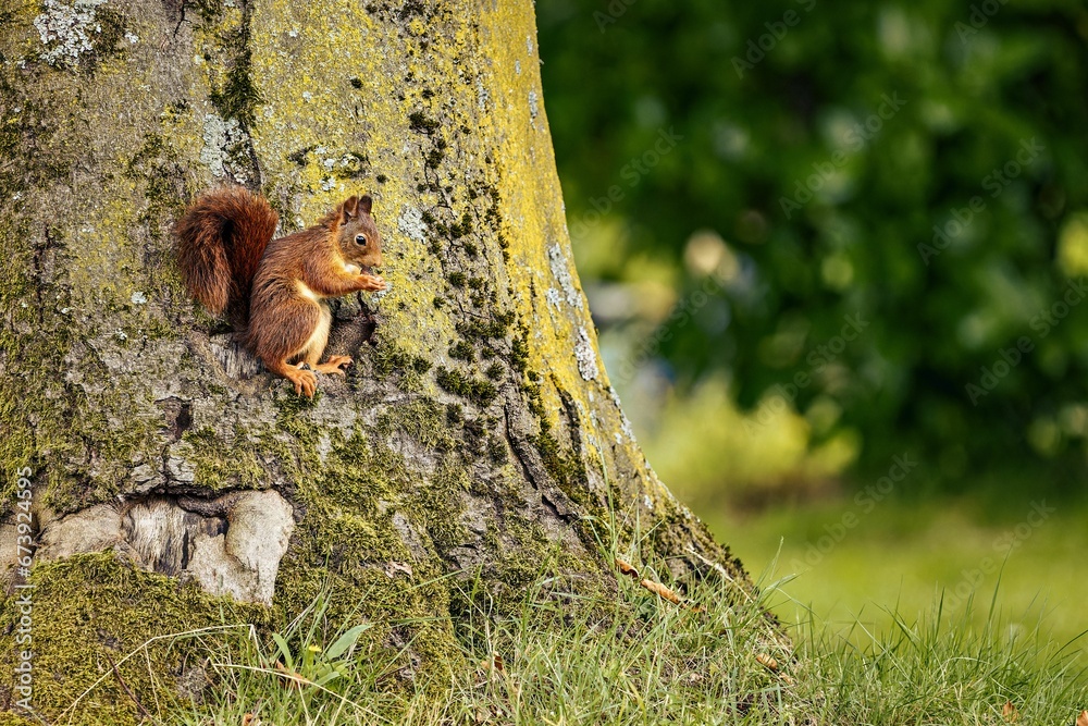 Solitary squirrel perched atop a tree trunk, snacking on a tasty nut.