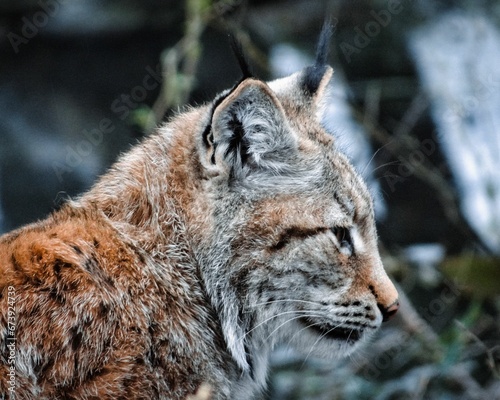 Closeup shot of a beautiful eurasian lynx in a forest