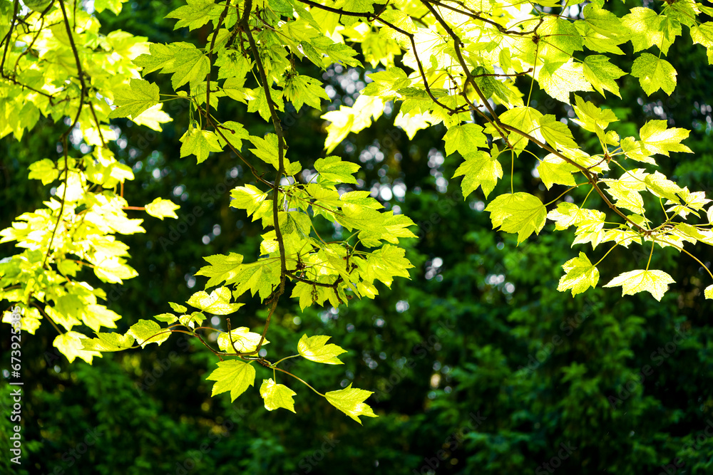 Fresh green leaves of maple. Tree in close-up. Natural background.
Fresh green leaves of maple. Tree in close-up. Natural background.