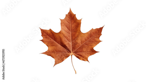 Natural Brown Foliage with Transparent Background