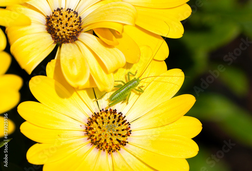 Green grasshopper on a yellow flower. Close-up of insect in natural environment. 