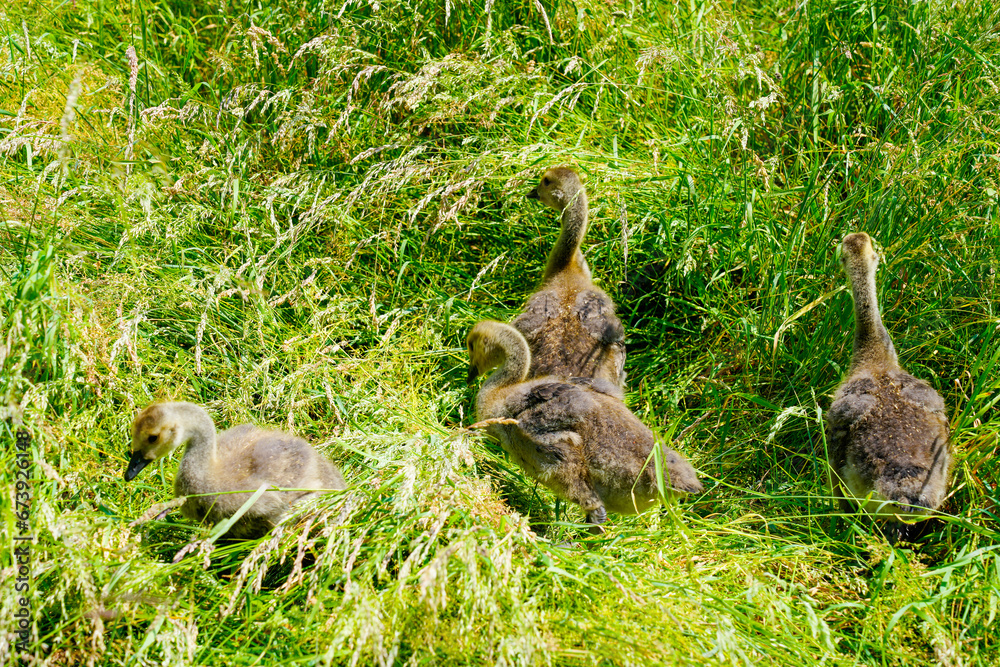 Canada goose chicks in tall grass. Water bird in natural environment on the shore. Branta canadensis. Canada goose chicks in tall grass. Water bird in natural environment on the shore. Branta canadensis.