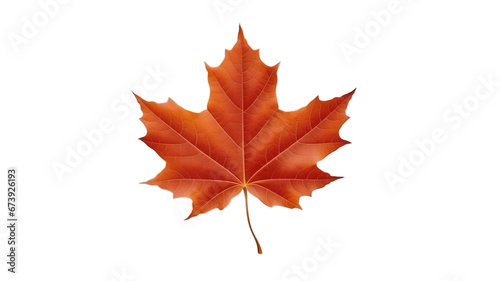 Brown maple leaf isolated on transparent