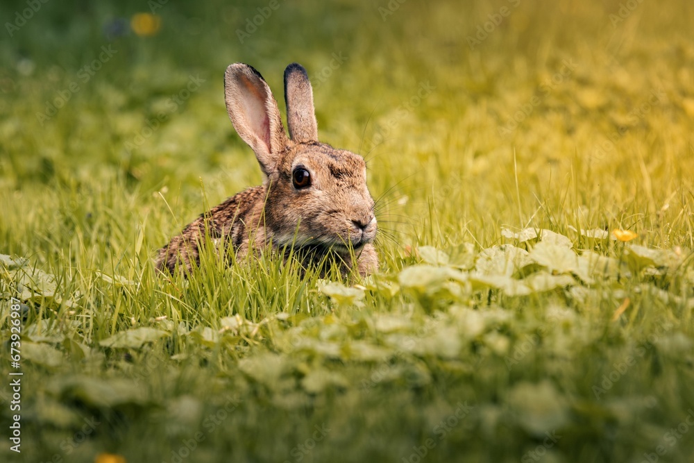 Fototapeta premium Brown-furred rabbit sits contentedly in a field of lush green grass.
