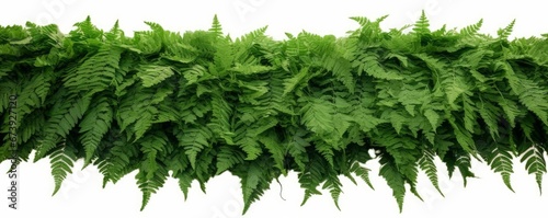 Green leaves tropical foliage plant bush of cascading Fishtail fern or forked giant sword fern (Nephrolepis spp.) the shade garden landscaping shrub plant, Generative AI photo