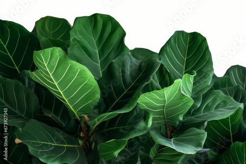 Green leaves of fiddle-leaf fig tree (Ficus lyrata) the popular ornamental tree tropical houseplant, Generative AI photo