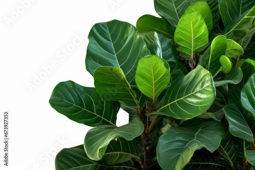 Green leaves of fiddle-leaf fig tree (Ficus lyrata) the popular ornamental tree tropical houseplant, Generative AI photo