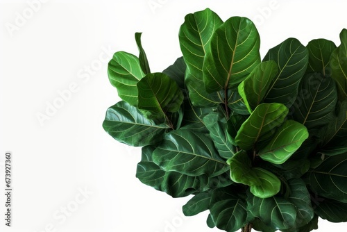 Green leaves of fiddle-leaf fig tree  Ficus lyrata  the popular ornamental tree tropical houseplant  Generative AI